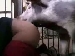 In this pornographic film, a large, powerful, and sexually aroused hog mounts and copulates a desirous zoophilia devotee.